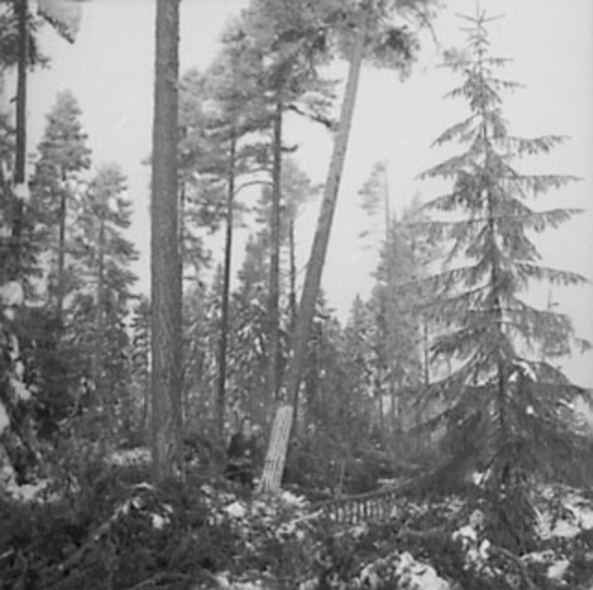 Anno Domkirkeodden, SKOGBRUK, TØMMERHUGGER, TRE FALLER, VINTER, SNEKKERSVEDRIFTA, PRESTMARKA, STANGE