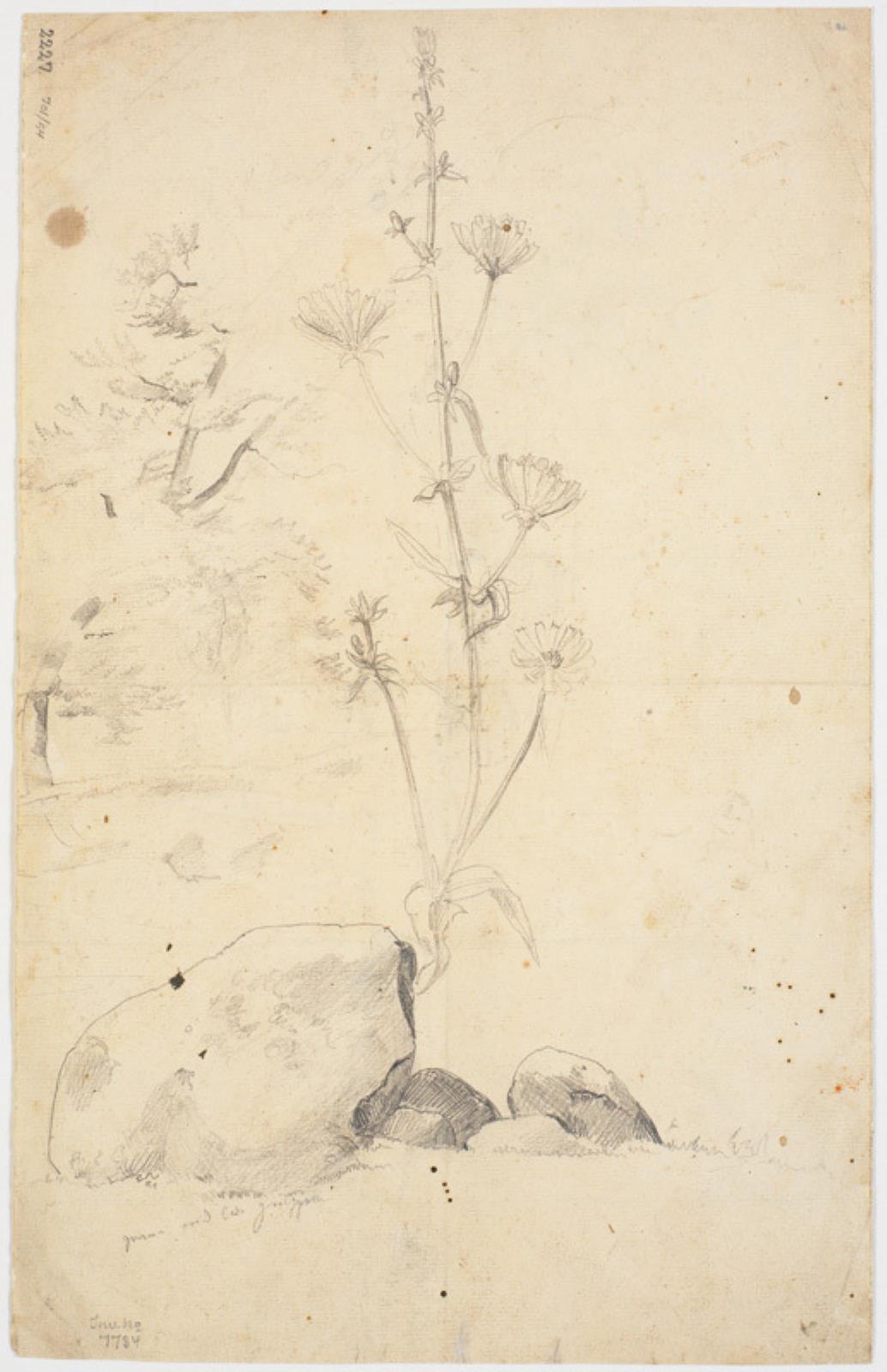 Dankvart Dreyer, Studier af blomster, træer o.a.
