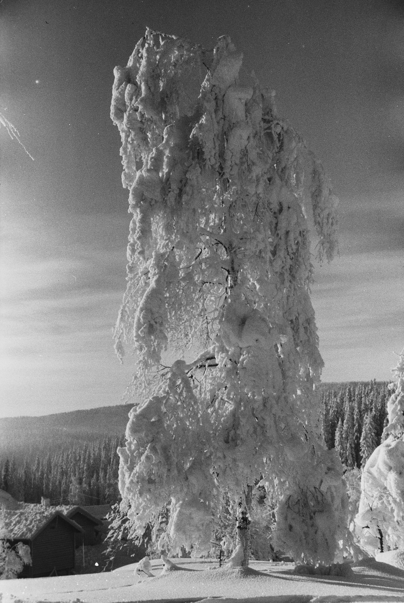 Anders Beer Wilse, Prot: Vinter Nordmarka