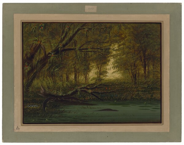 George Catlin, An Alligator's Nest