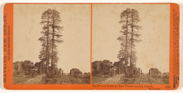 Carleton Watkins, Redwood Trees at San Francisquita Creek, Menlo Park.