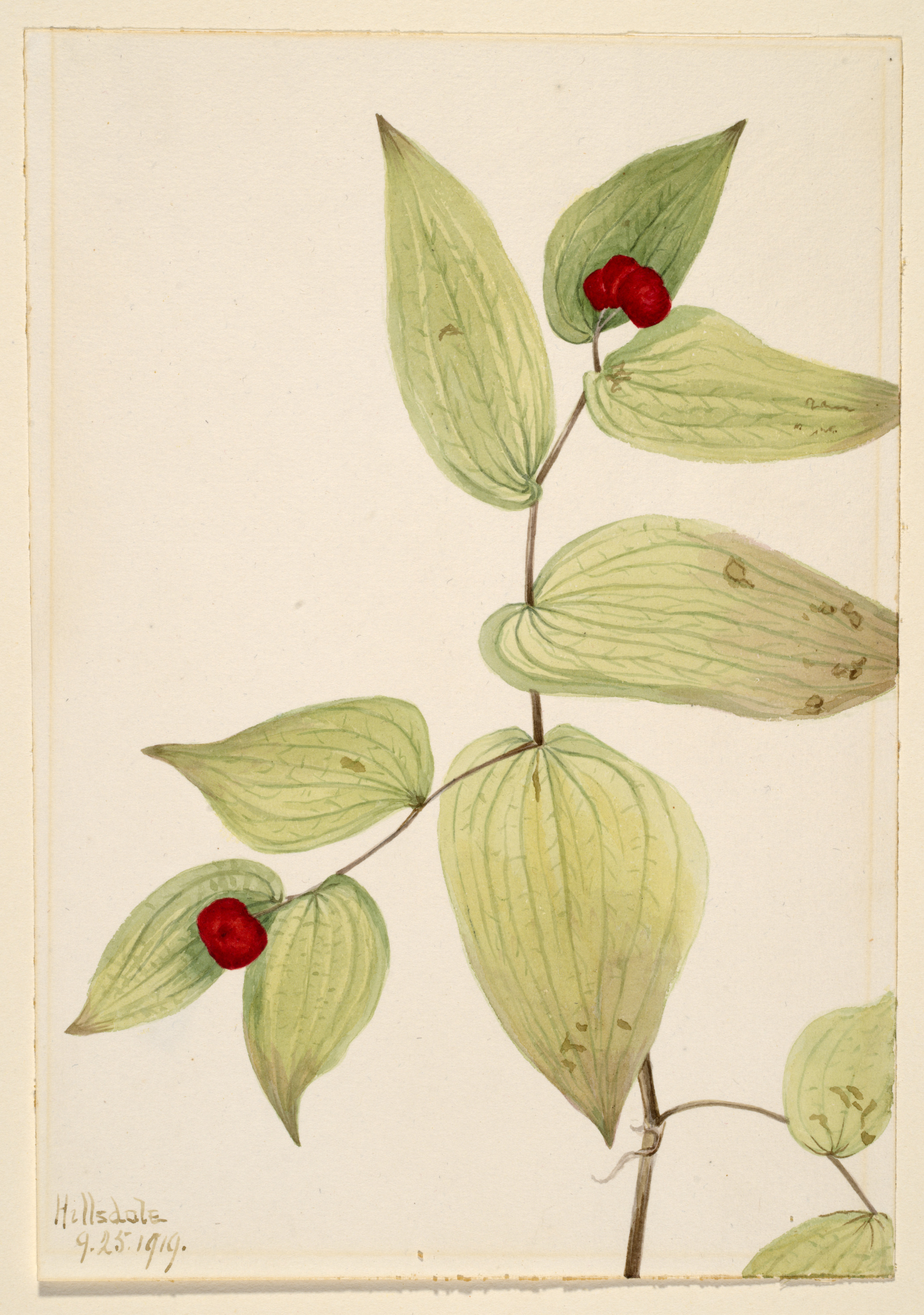 Mary Vaux Walcott, Fairy-Bells (Disporum trachycarpum)
