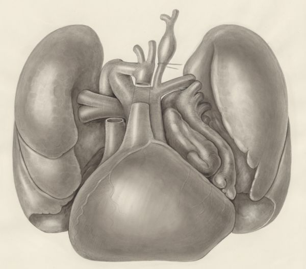 H.G Wetselaar, Heart and adjacent organs