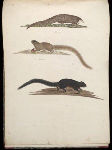 Unknown, Three animals