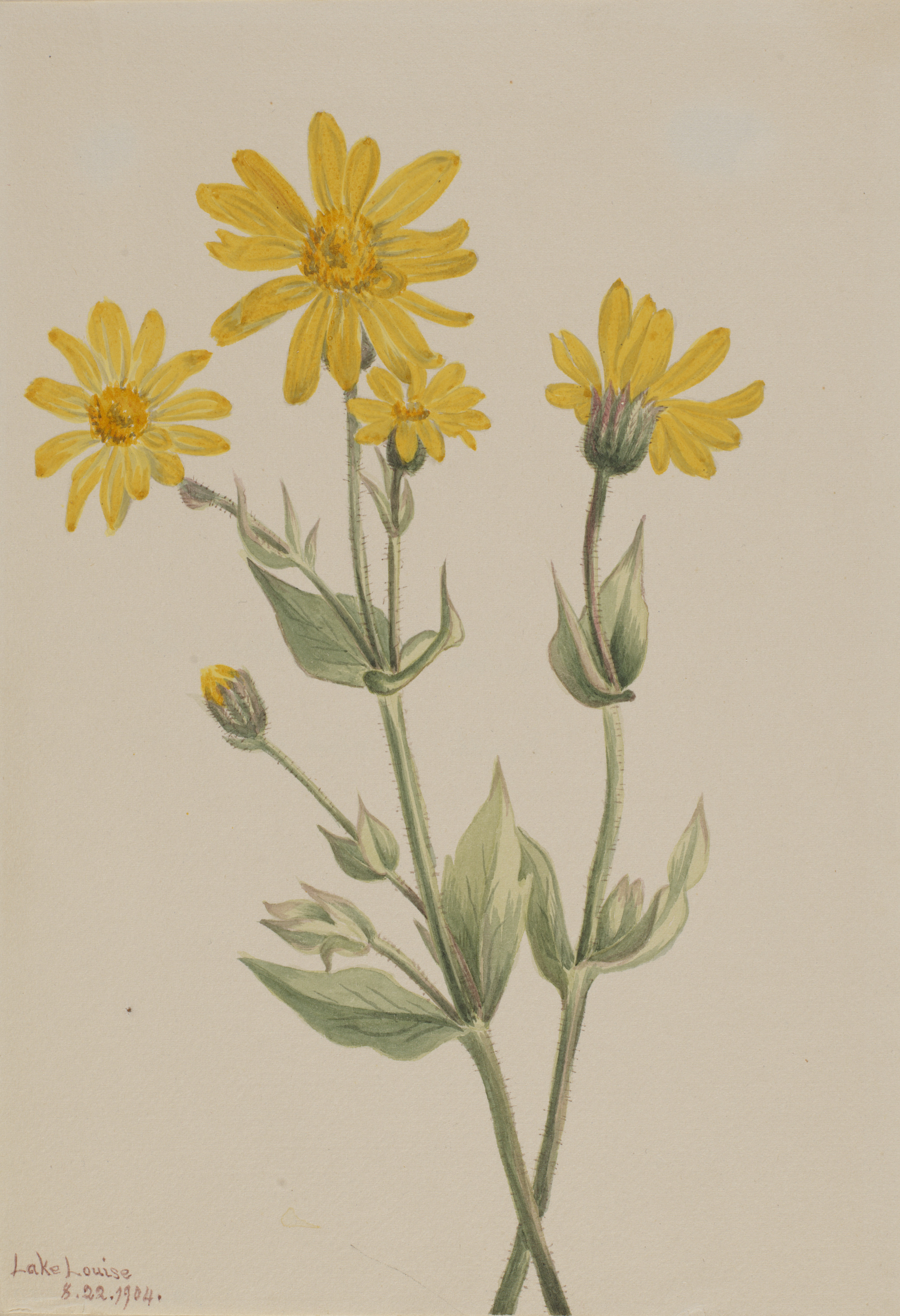 Mary Vaux Walcott, Arnica (Arnica latifolia)