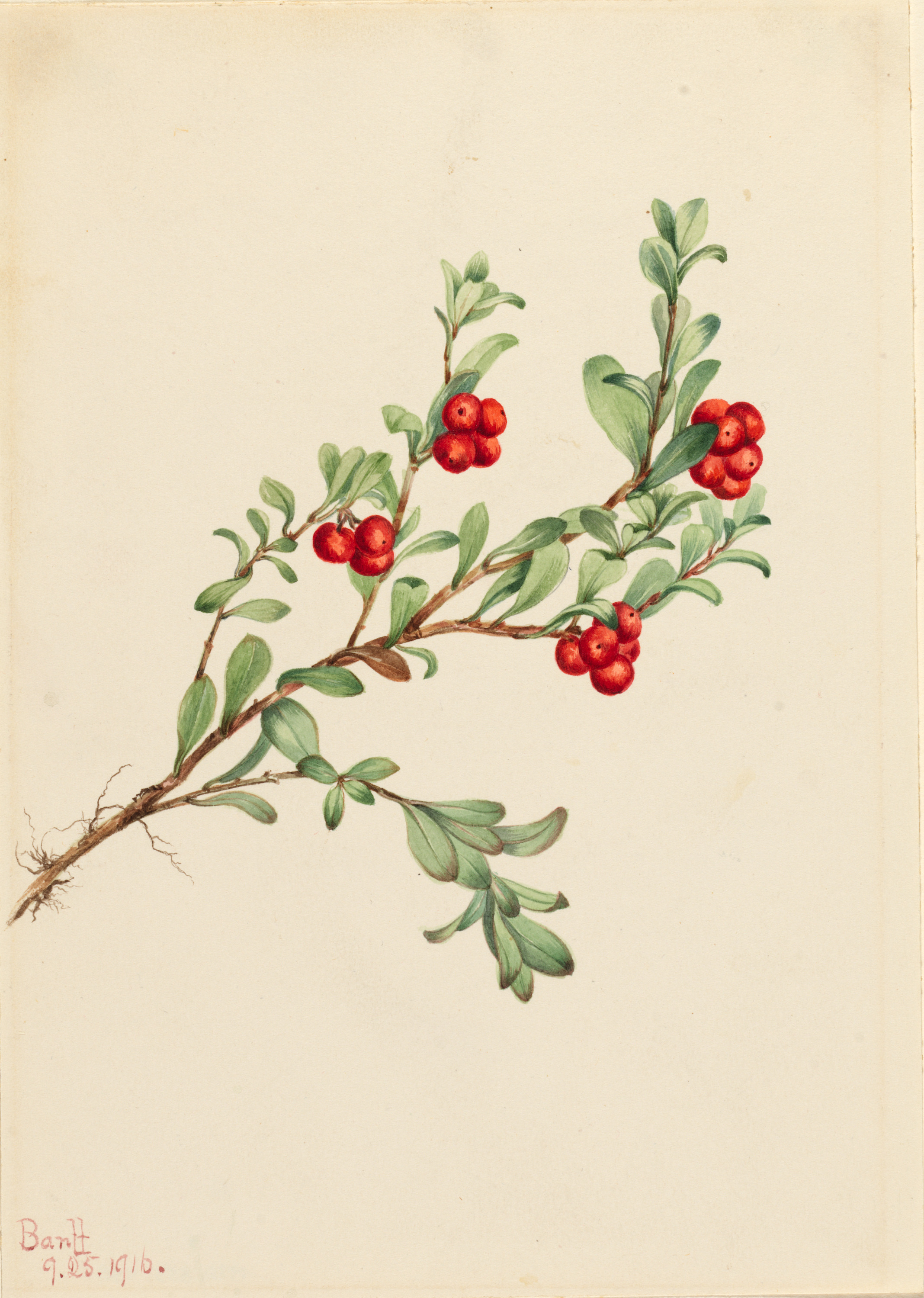 Mary Vaux Walcott, Bearberry (Arctostaphylos uva-ursi)