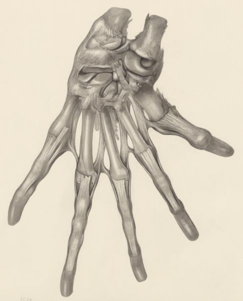 H.G Wetselaar, Muscular tissue of a lizards upper extremities