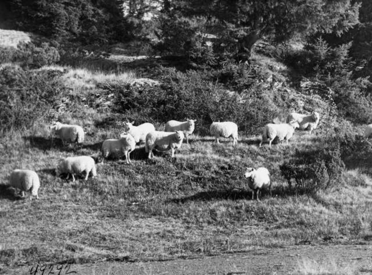 Anders Beer Wilse, -6890