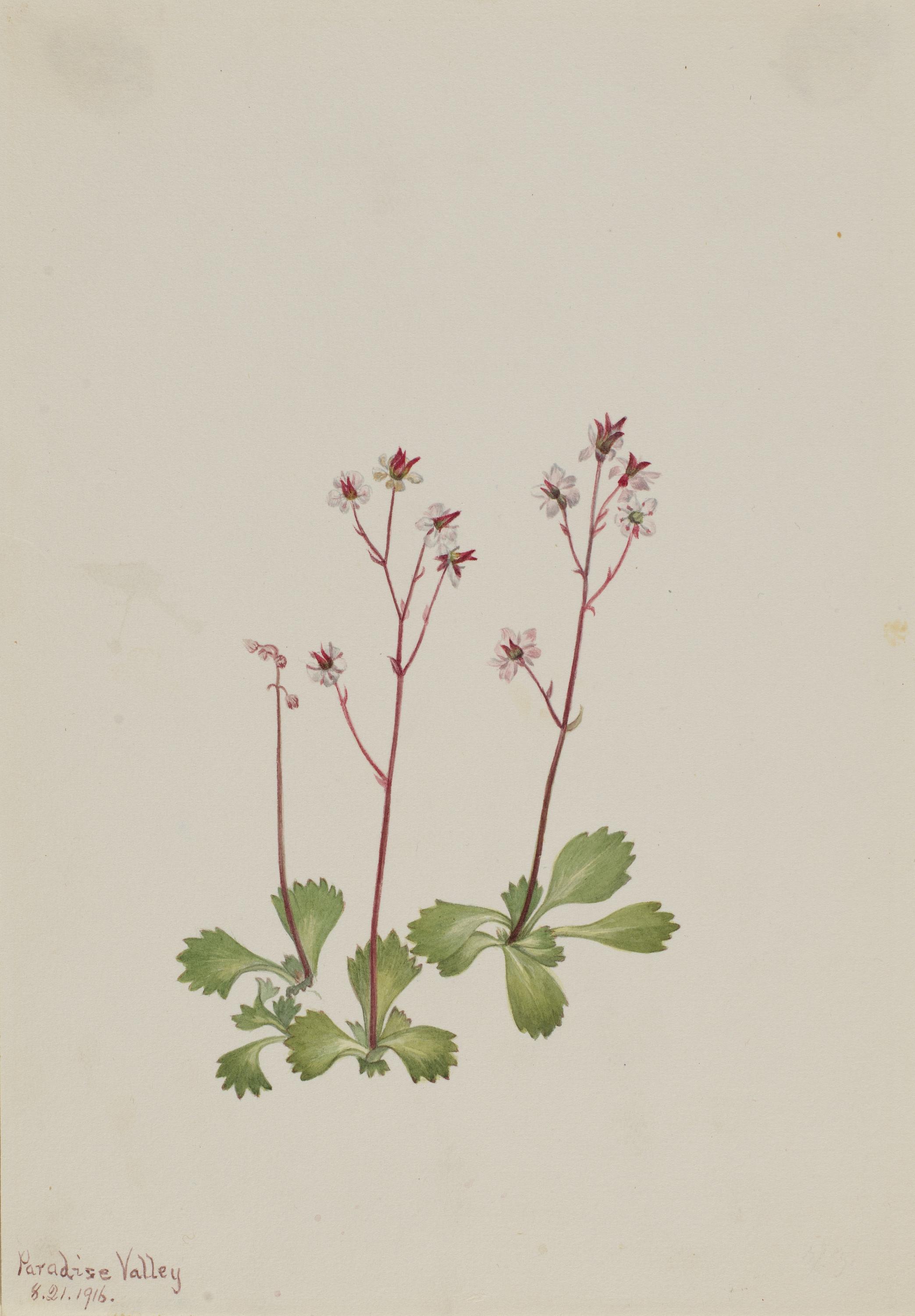 Mary Vaux Walcott, Redstem Saxifrage (Saxifraga lyallii)
