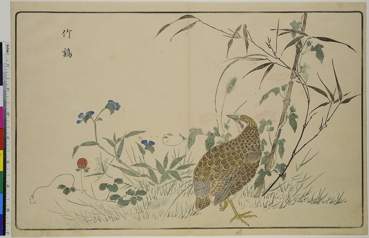 Kitao Masayoshi, Wachtel und verschiedene Pflanzen, aus dem Buch: Bilder importierter Vögel