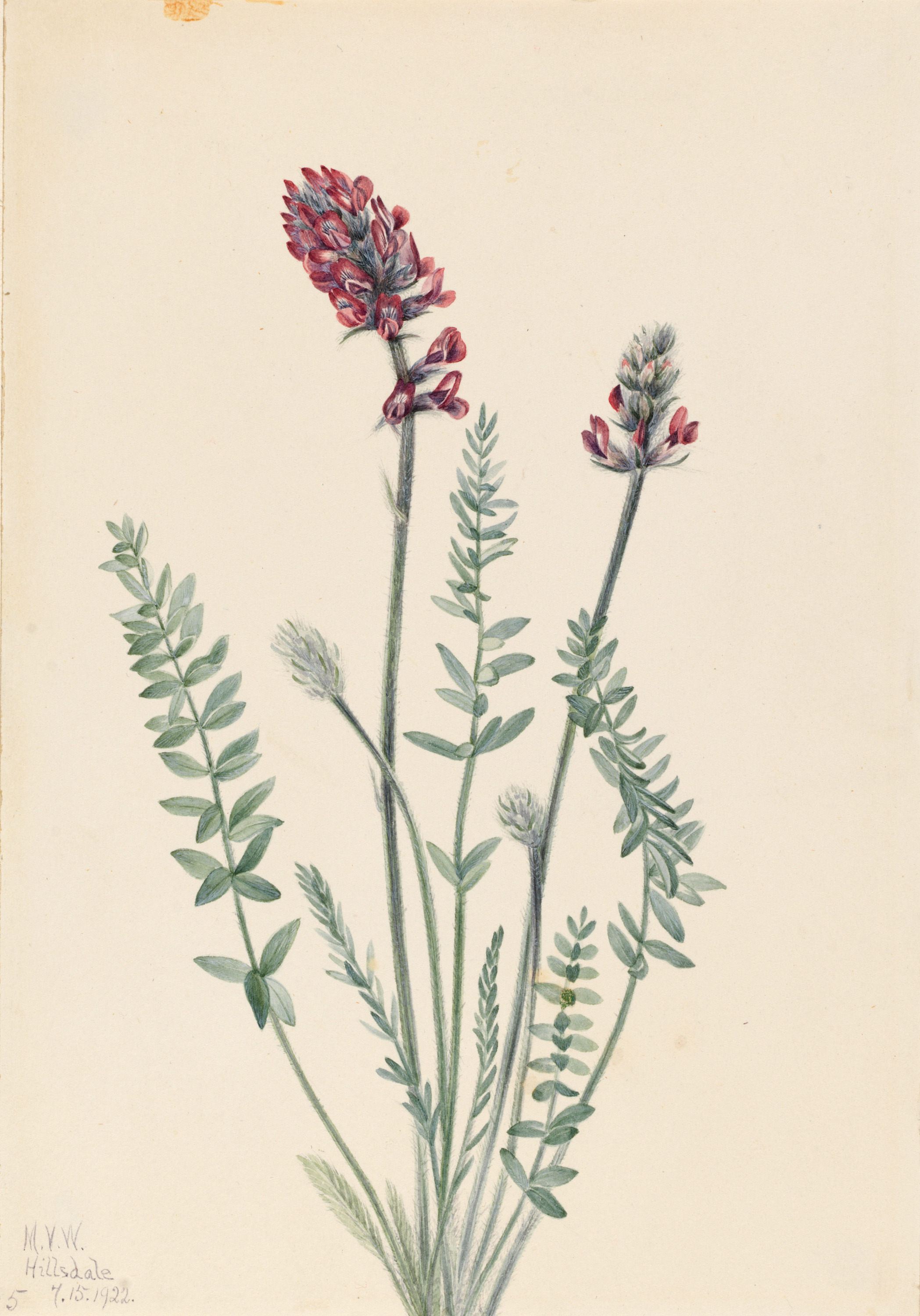 Mary Vaux Walcott, Showy Oxytrope (Oxytropis splendens)
