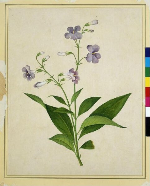 Unknown, Bush thunbergia