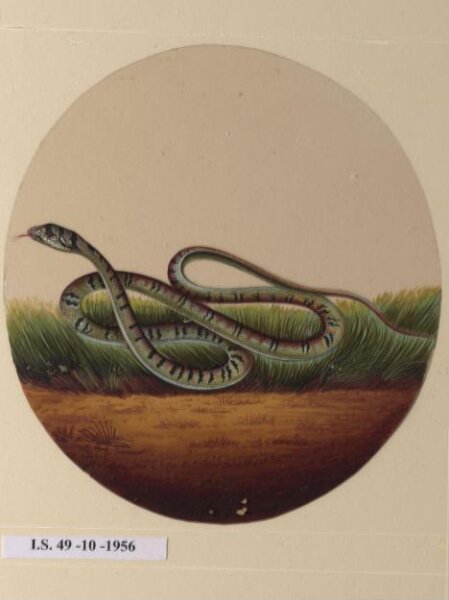 Unknown, One of twelve drawings of birds and reptiles, insects and flowers.