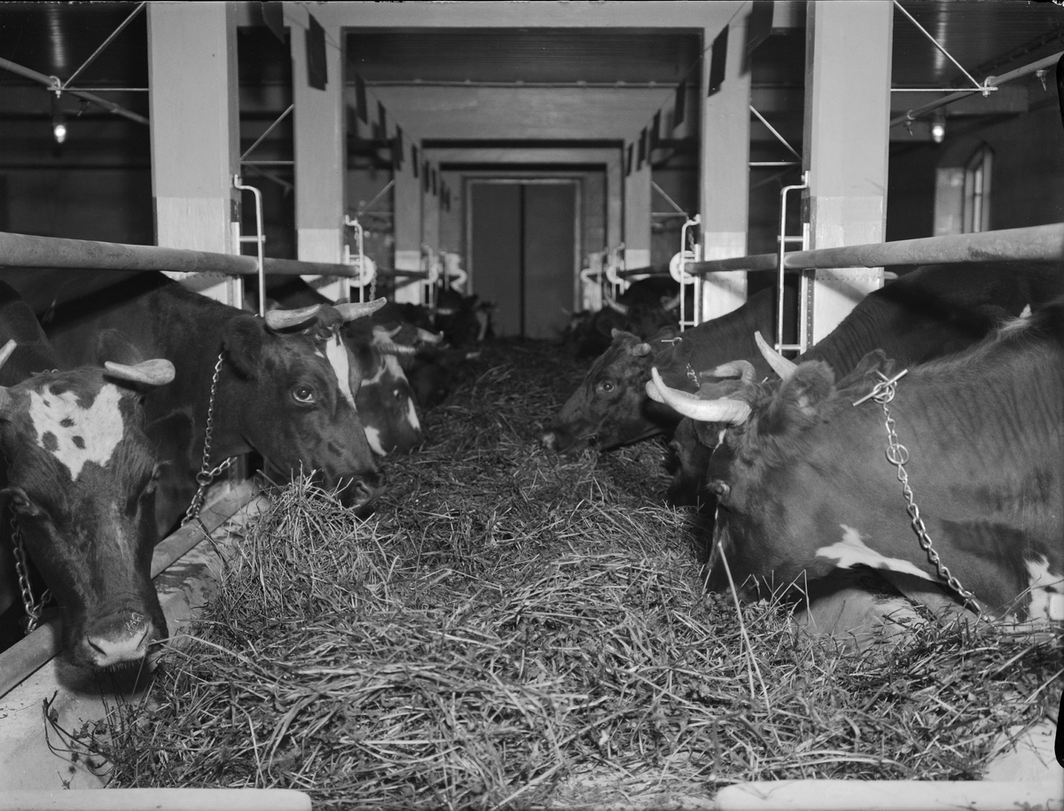 Paul Sandberg, Cows in a barn, Uppland in October 1939