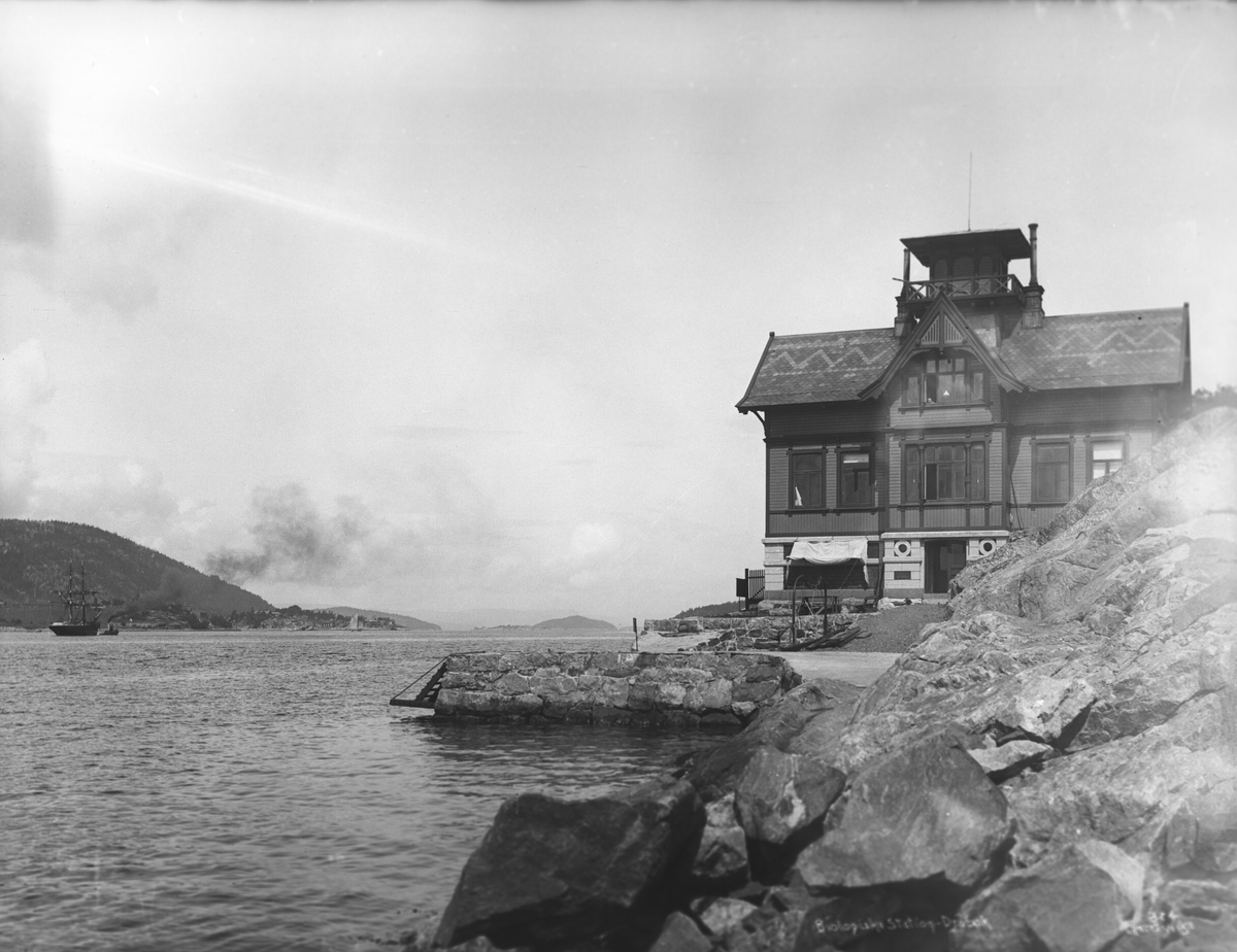Anders Beer Wilse, Prot: Drøbak Biologiske Station Juli 1903