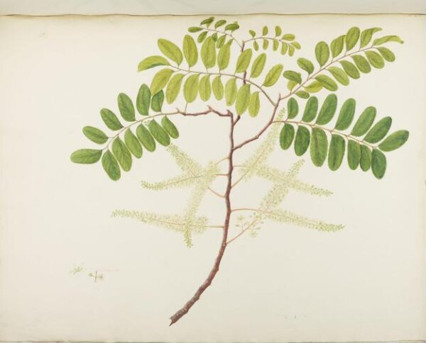 unknown, Flowers and Fruits