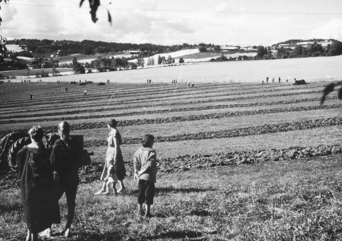 Anno Domkirkeodden, Pløyetevling på Hoel gård, Nes, Hedmark. Traktorer. Tilskuere.