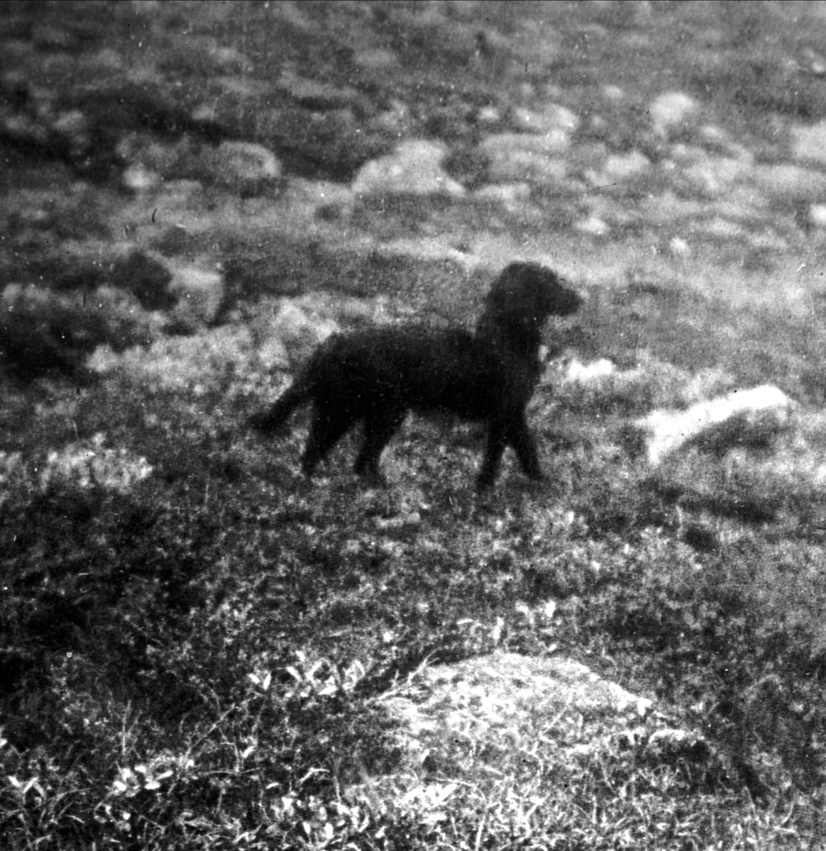 Gustav Borgen, Avfotografering. Hund i landskap. Utendørsbilde.