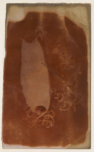Unknown, [Shark Egg Case]