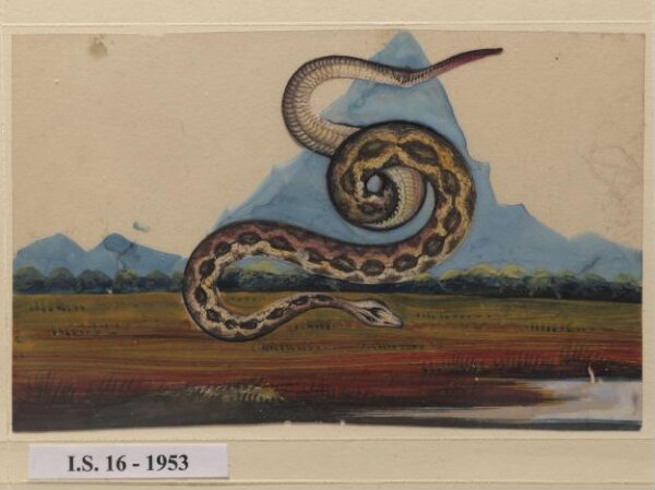 Unknown, One of six drawings of snakes, poised against a landscape with hills.