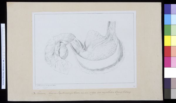 M Houtman, Animals: orangutan, organs, gastrointestinal tract