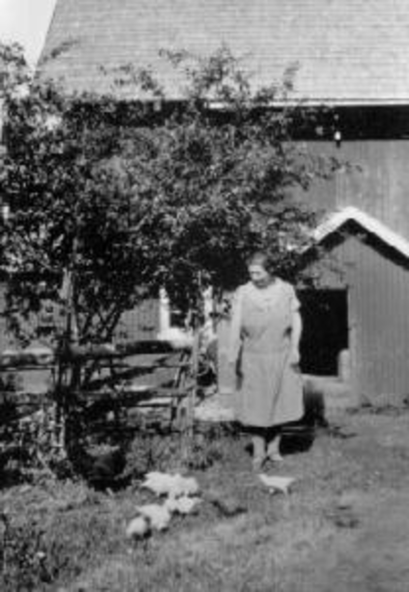 Anno Domkirkeodden, Karen Maurud foran fjøset på Nedre Maurud, Helgøya. Hønemor med kyllinger.