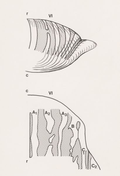 J Tinkelenberg, Part of the central nervous system
