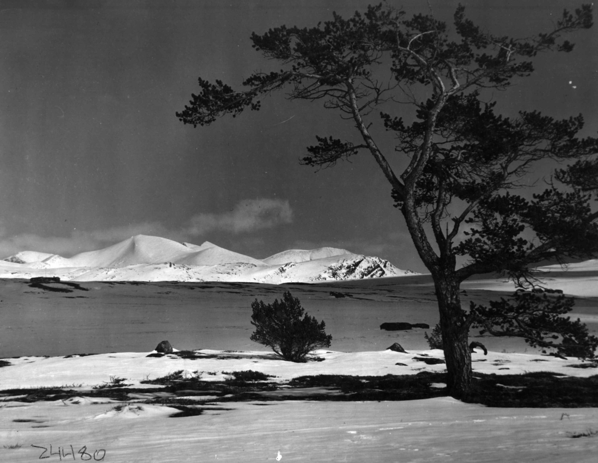 Anders Beer Wilse, Snødekket landskap, Rondane Smiubelgen