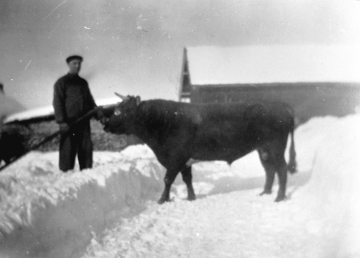 Anno Domkirkeodden, Einar Monsbakken (1902-1985) lufter storoksen på Trosterud, Helgøya. Vinter.