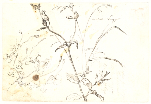Dankvart Dreyer, Plantestudier