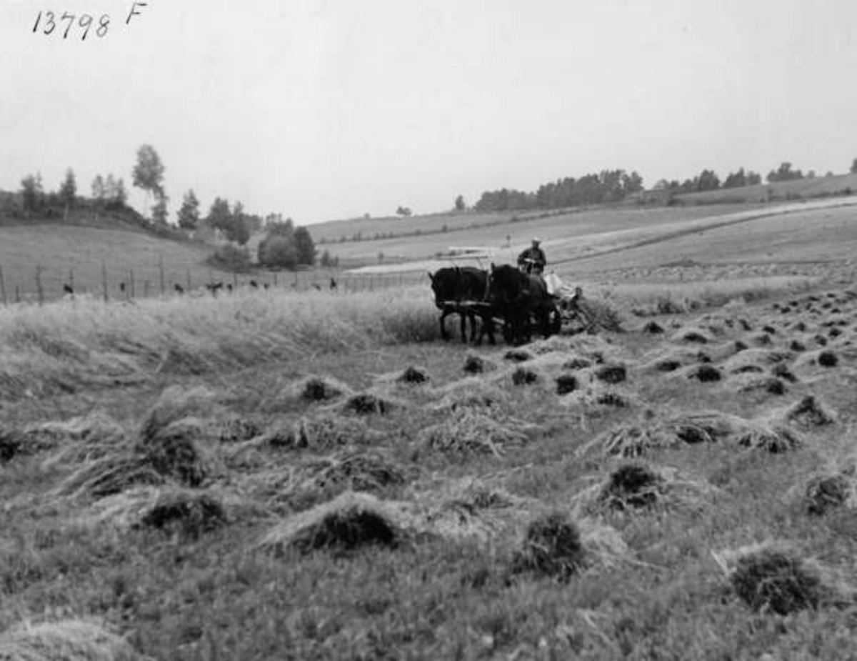 Anders Beer Wilse, -8099