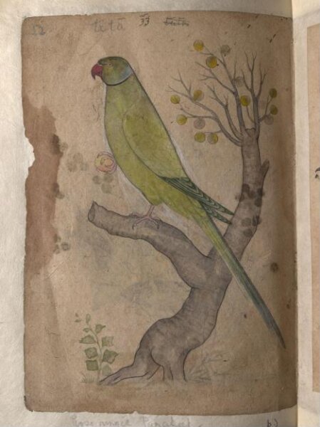 Unknown, Depictions of Striated scops owl and Rose-ringed parakeet of Northern India