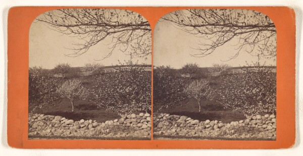 Unknown, [Trees in blossom, stone fence in foreground, wooden fence in background]