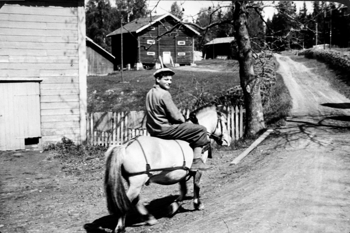 Anno Domkirkeodden, Gardsbestyrer Hans Åmodt på hesteryggen, en fjording. Tjerne gård, Ringsaker. Fjordingen var hesten til onga på Tjerne. Gardsbestyrer Hans Åmodt var gardsbestyrer på Tjerne i 4 år. Han begynte i 1939.