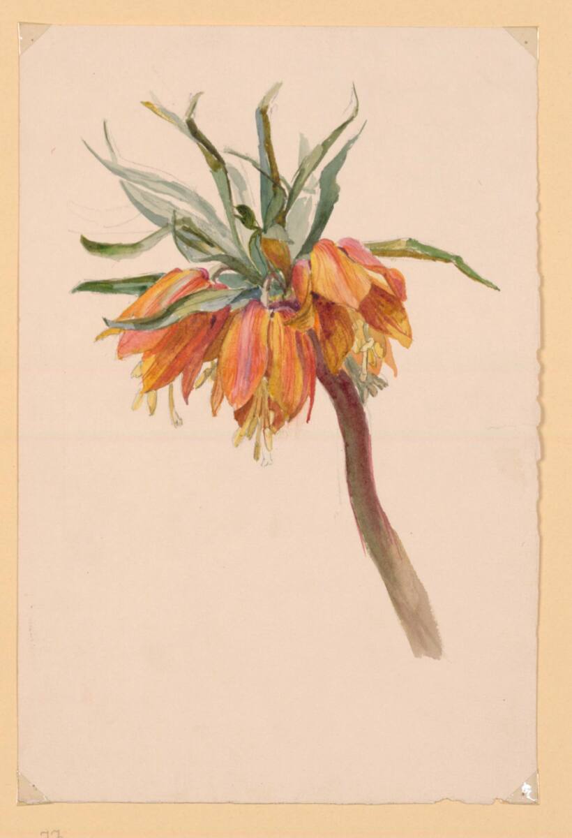 MarieLippert-Hoerner, Kaiserkrone