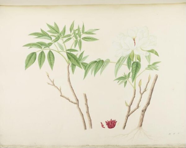 unknown, Flowers and Fruits