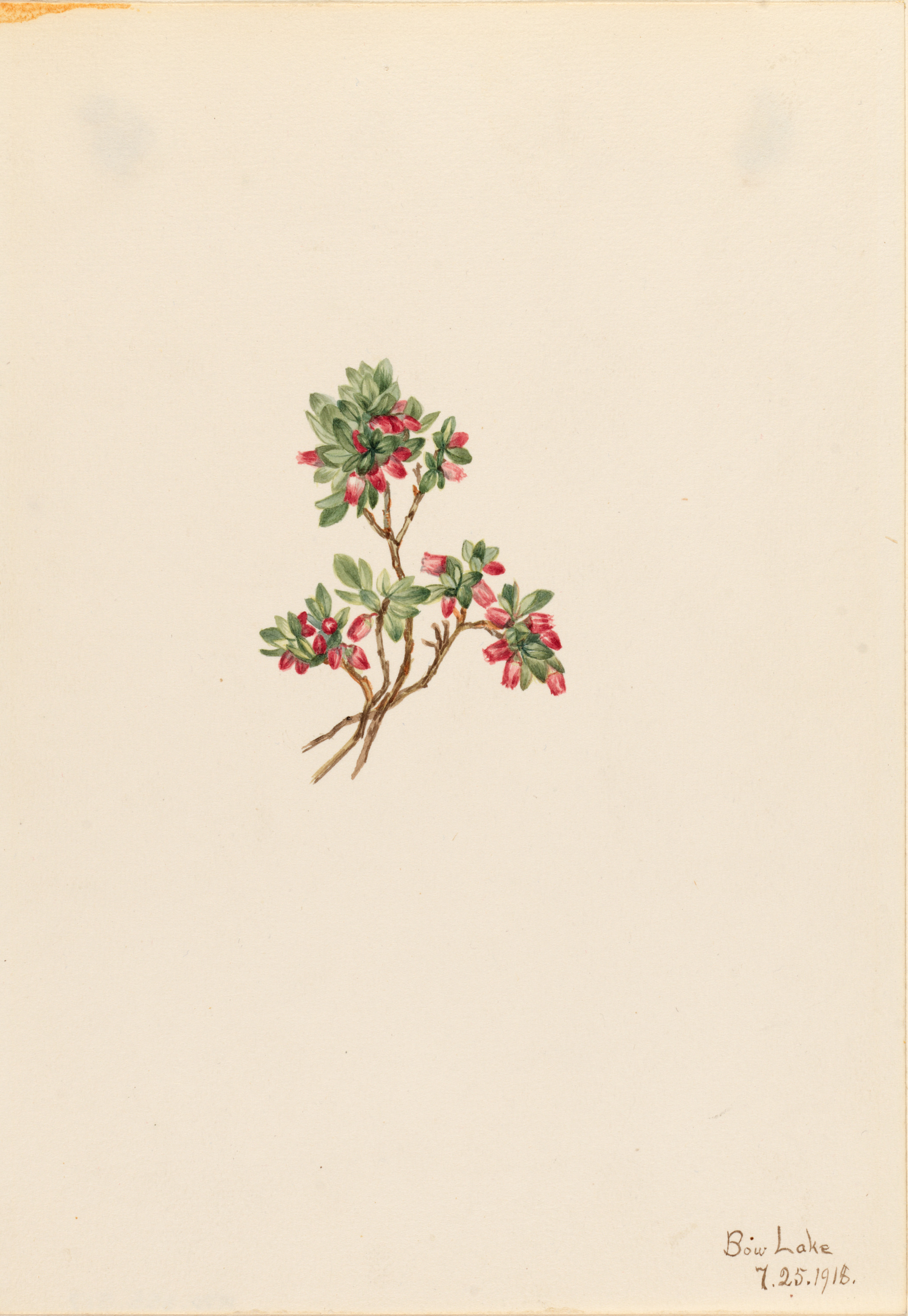 Mary Vaux Walcott, Low Whortleberry (Vaccinium caespitosum)