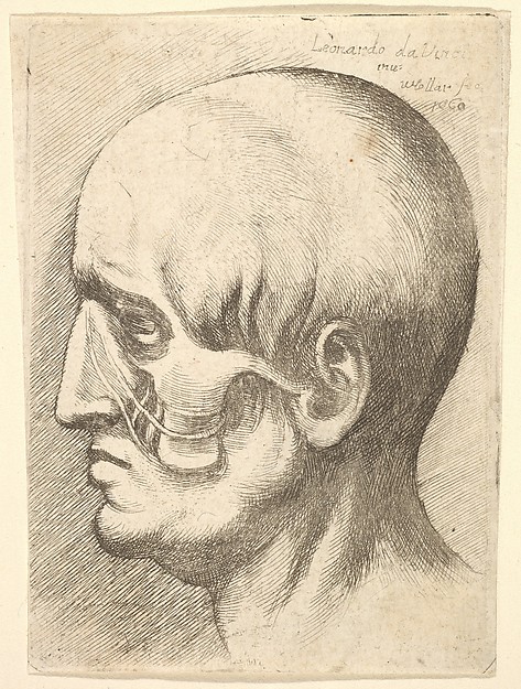 Wenceslaus Hollar, Male head in profile to left with muscles exposed