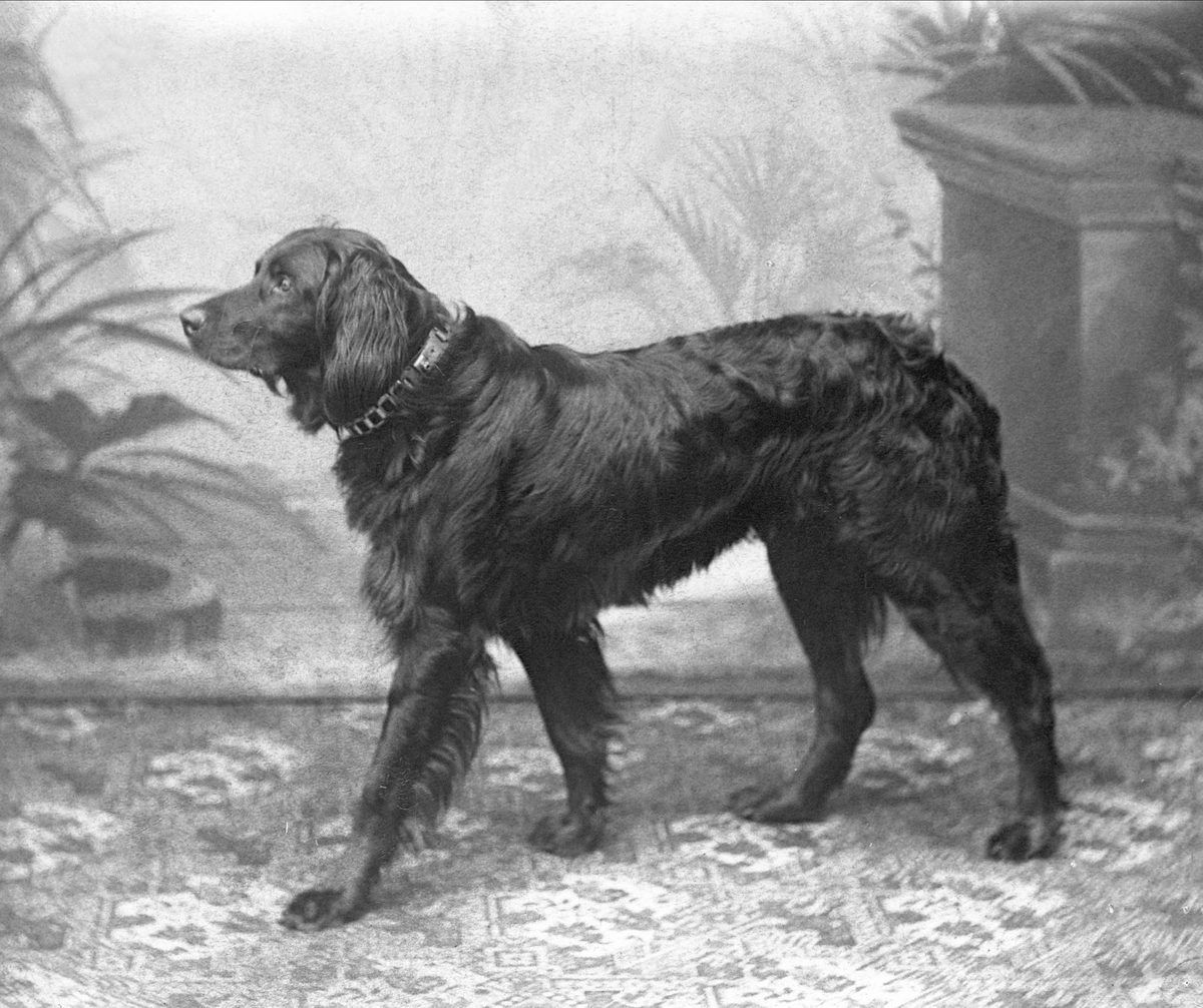 Gustav Borgen, Portrett, stående fuglehund. Fru Gallus hund.
