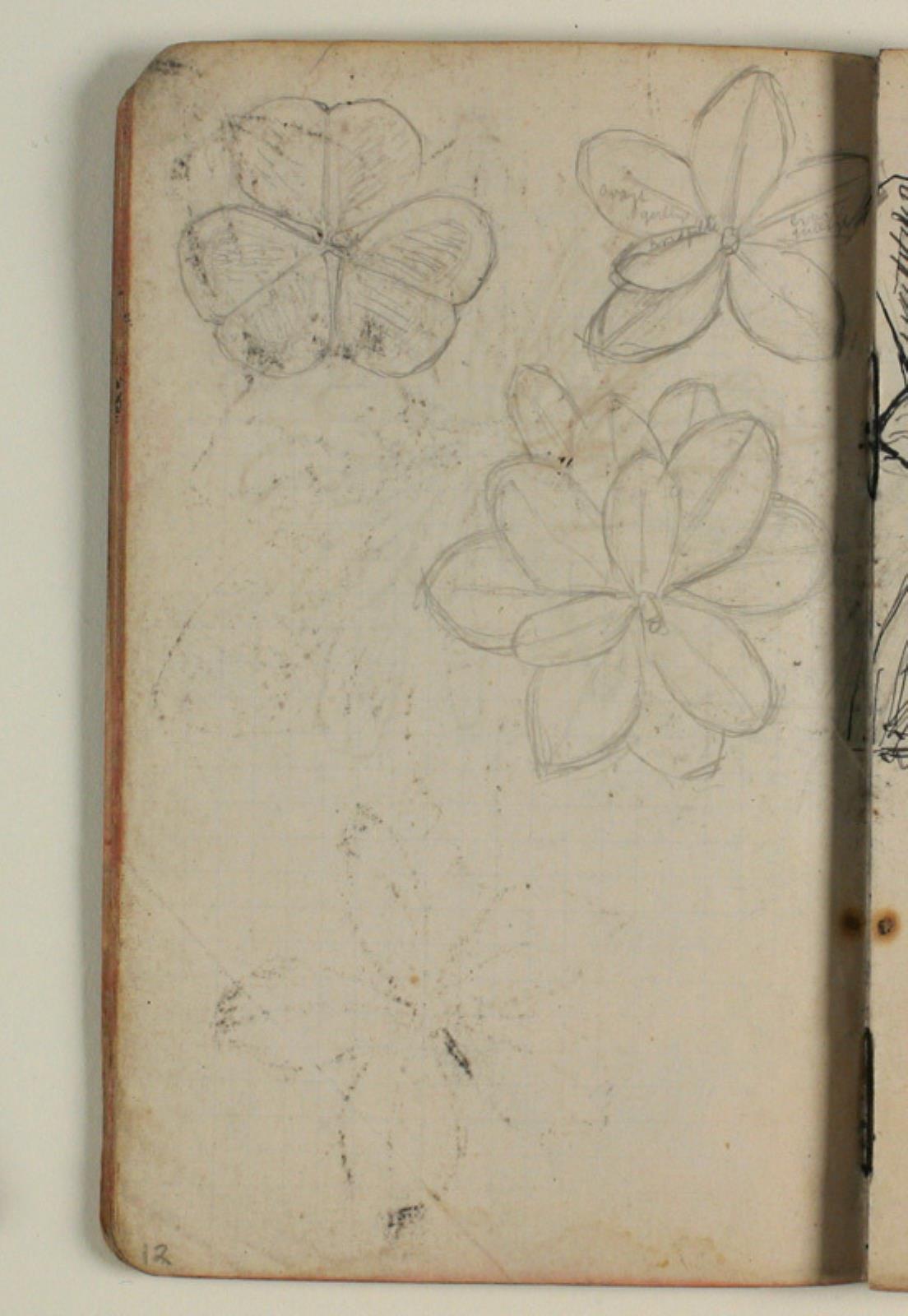 Niels Larsen Stevns, Plantestudier