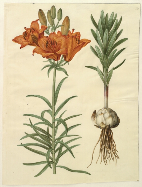 Hans Simon Holtzbecker, Lilium bulbiferum (brand-lilje)