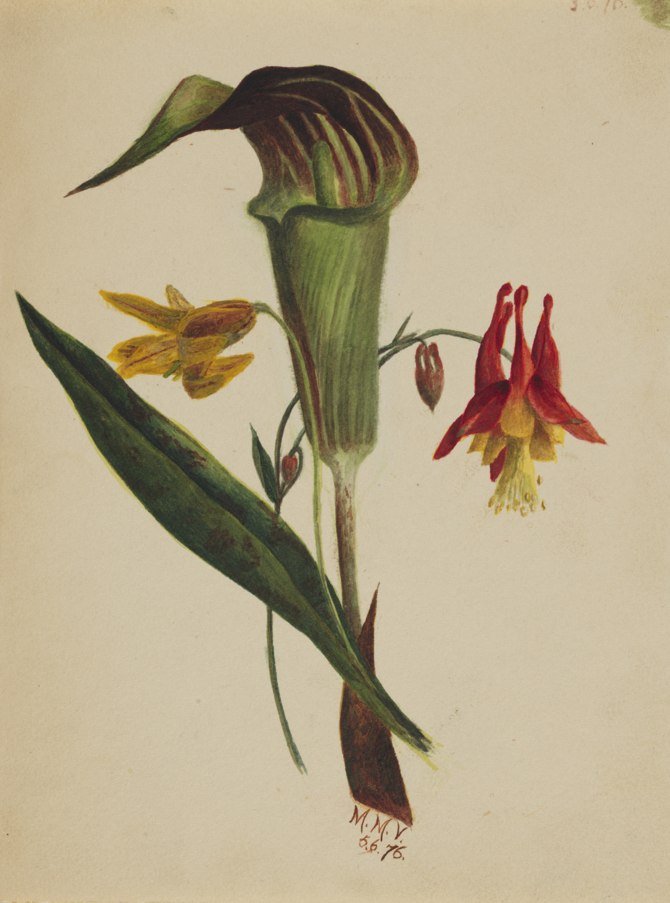 Mary Vaux Walcott, Untitled (Jack in the Pulpit)
