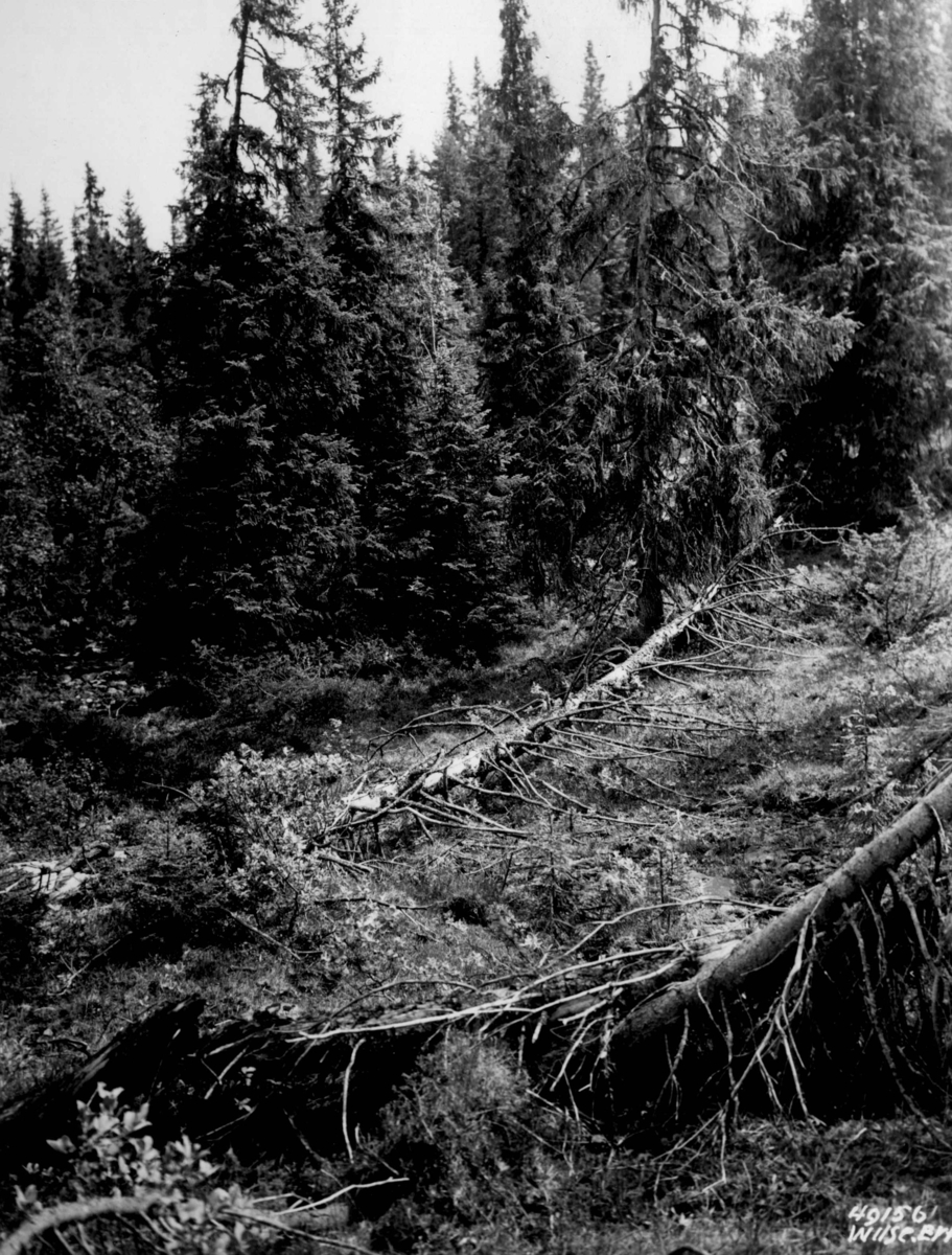 Anders Beer Wilse, Skog