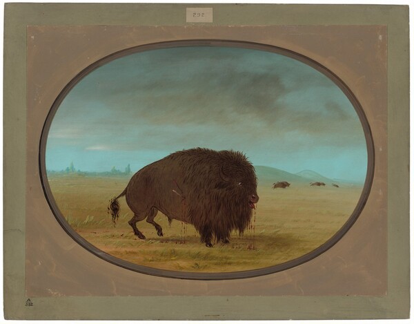 George Catlin, Wounded Buffalo Bull