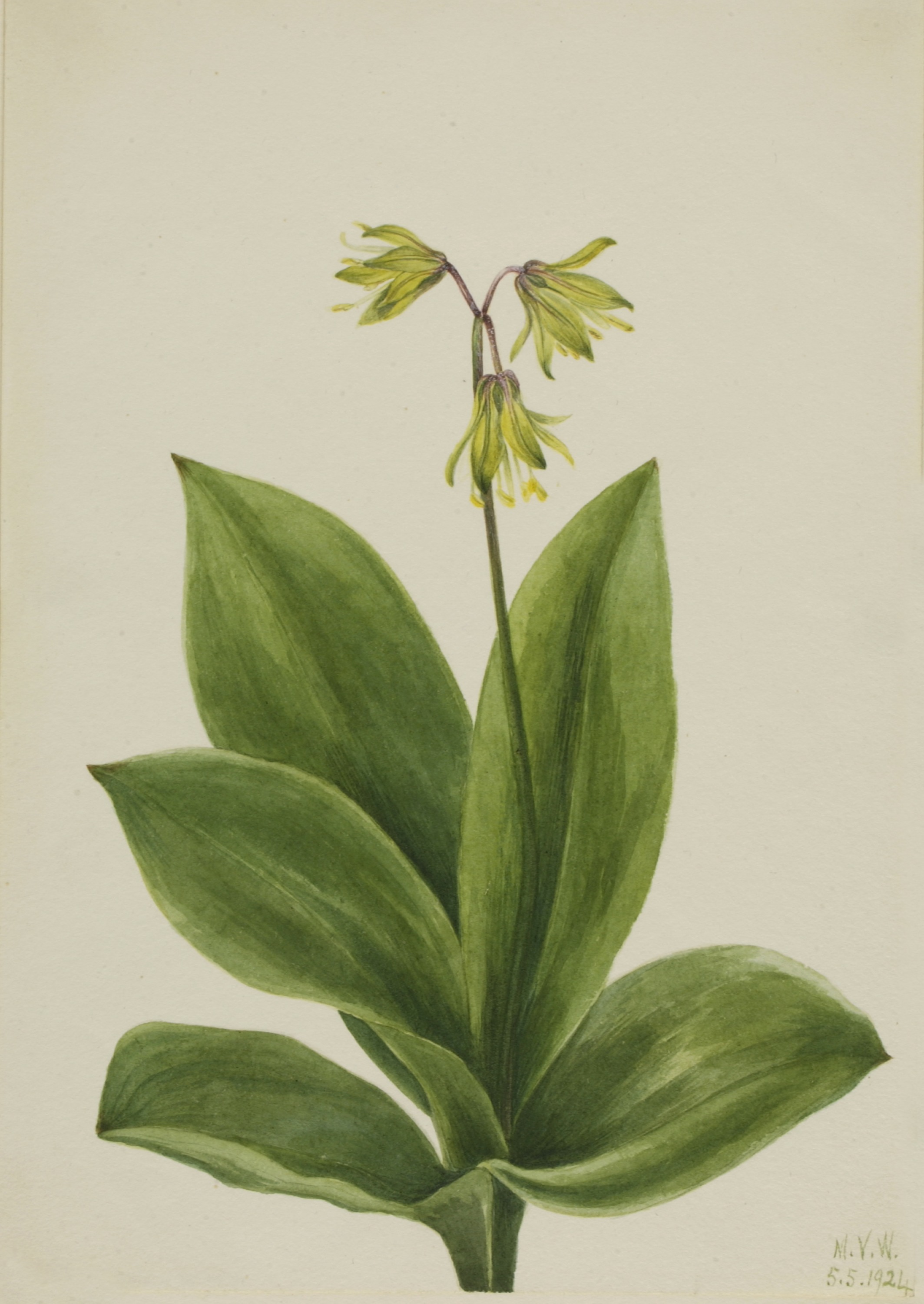Mary Vaux Walcott, Blue Bead (Clintonia borealis)