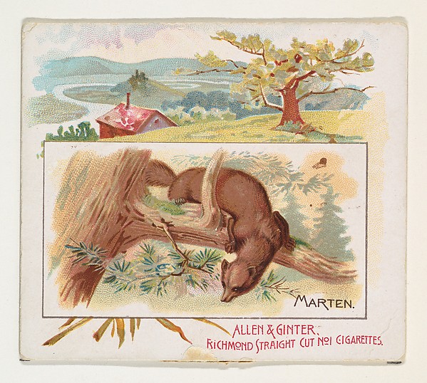 Allen & Ginter, Marten, from Quadrupeds series (N41) for Allen & Ginter Cigarettes