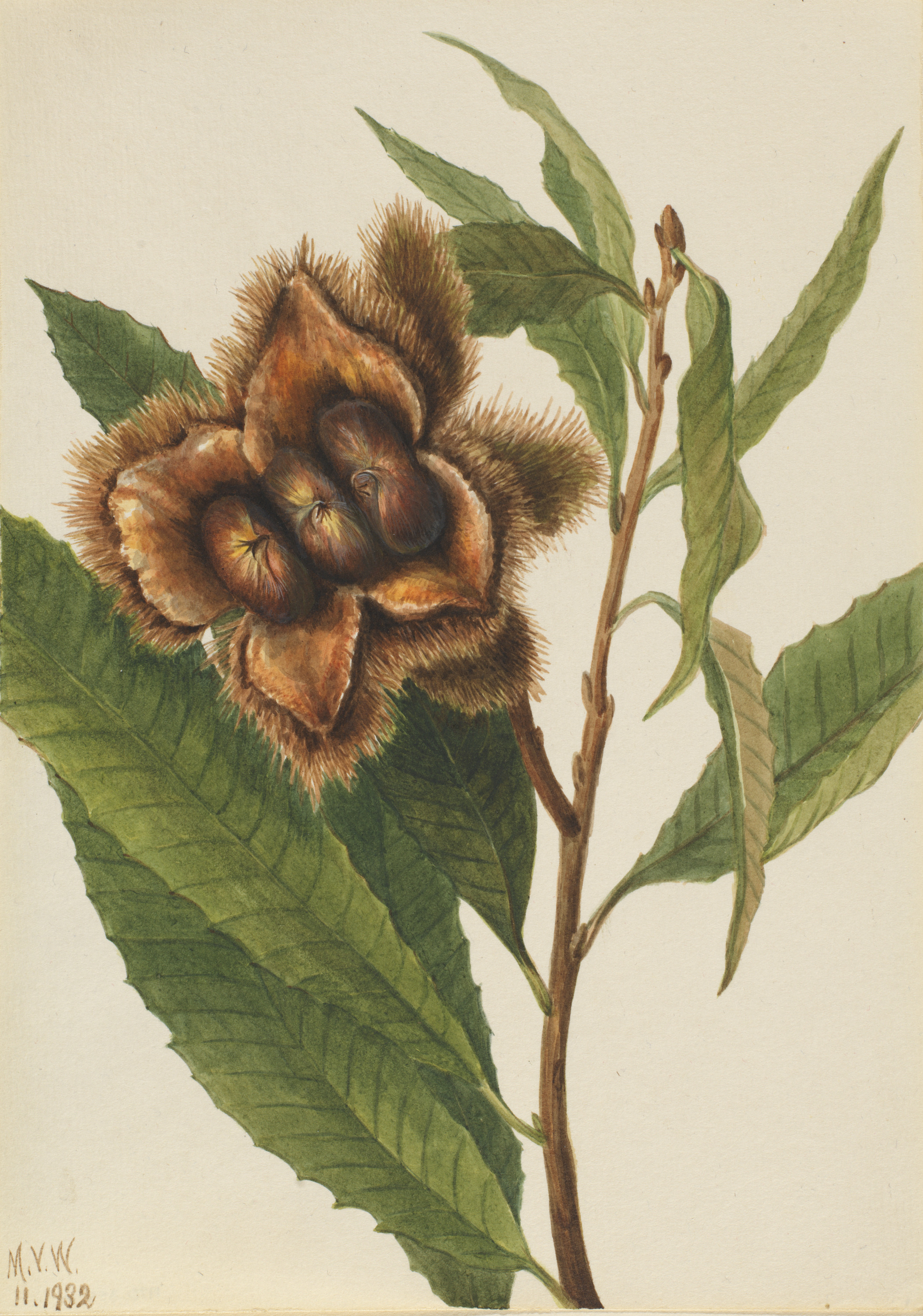 Mary Vaux Walcott, American Chestnut (Castanea dentata)