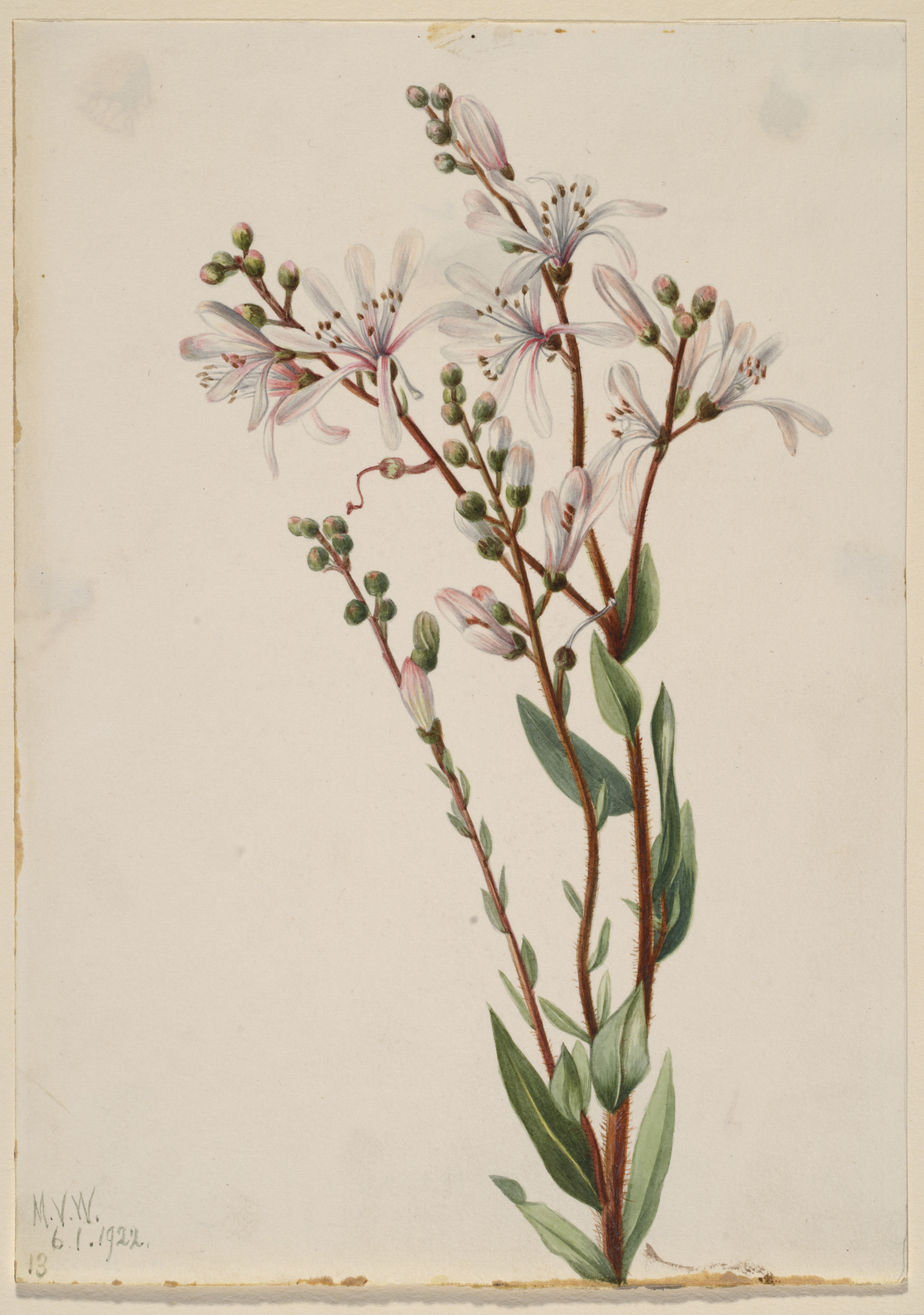 Mary Vaux Walcott, Tarflower (Befaria racemosa)