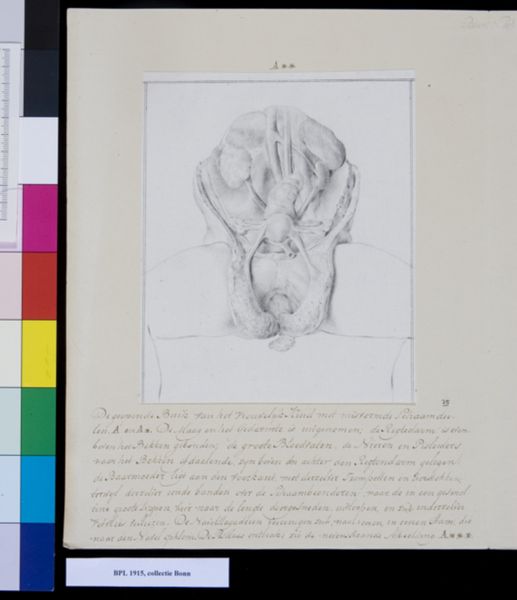 M. Houtman, Gernitals and abdomen (hermaphrodite)