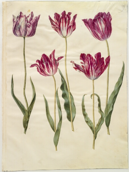 Hans Simon Holtzbecker, Tulipa gesneriana (have-tulipan)
